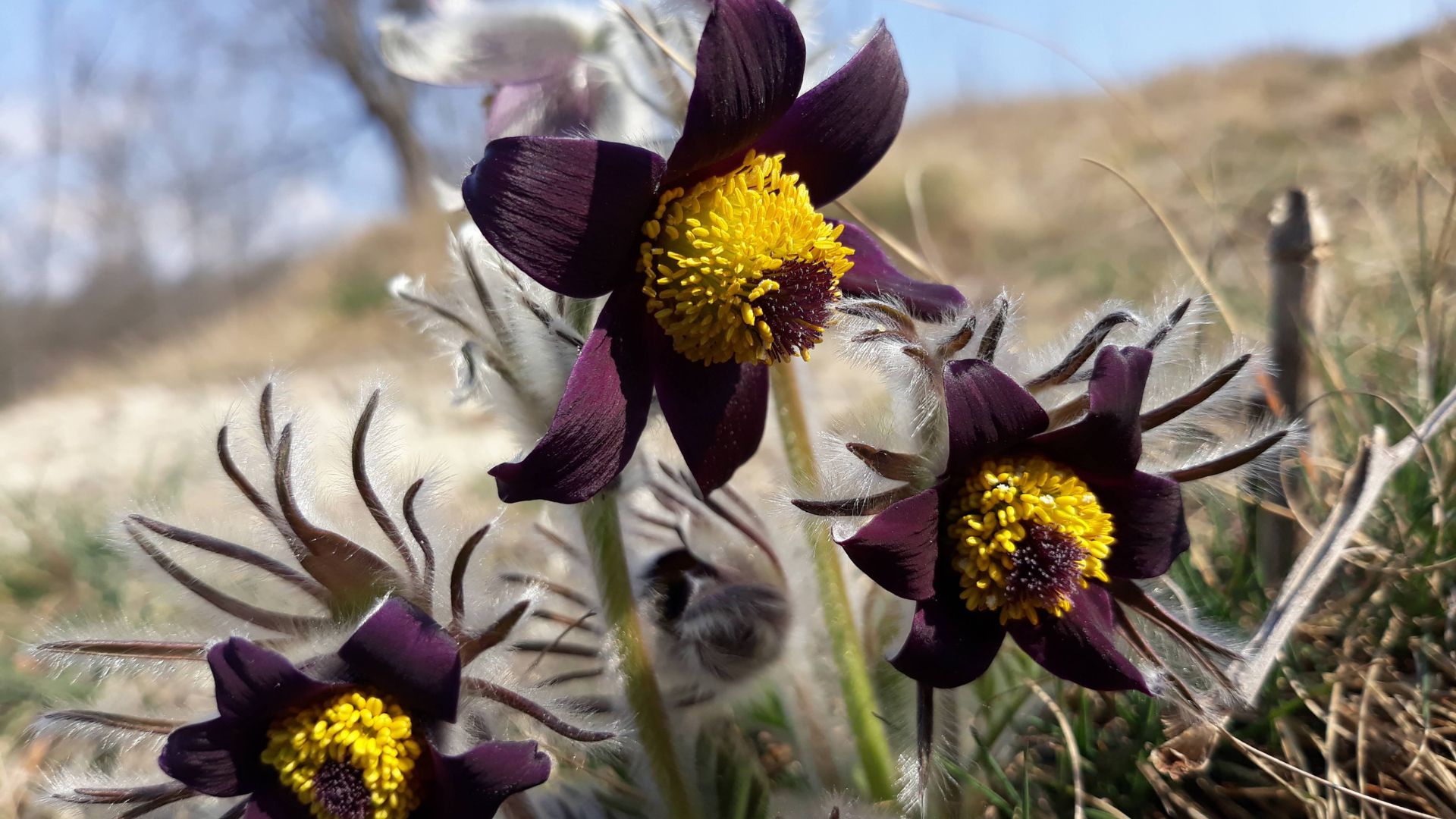 mezei kökörcsin_Schmotzer_1920.jpg